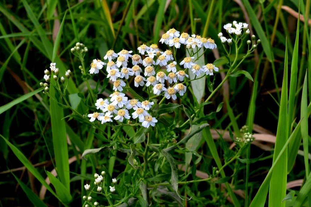 Image of Sneezeweed