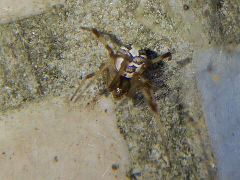 Image of Redback spider