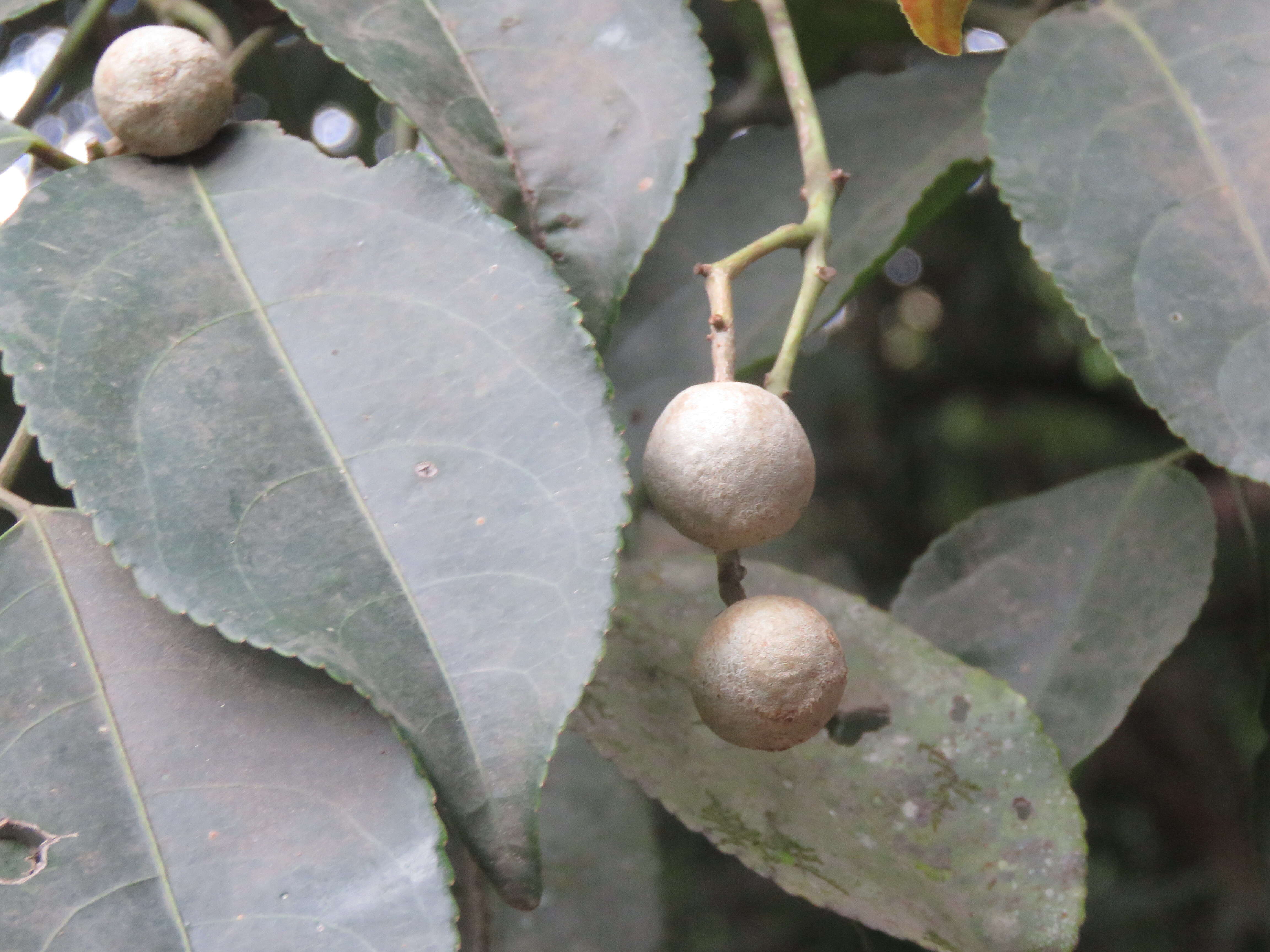 Image of Staphylea malabarica (Gamble)