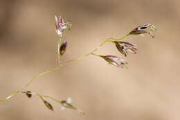 Image of dropseed