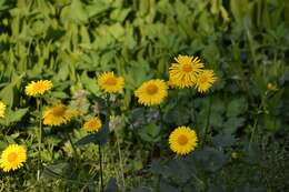 Imagem de Doronicum orientale Hoffm.