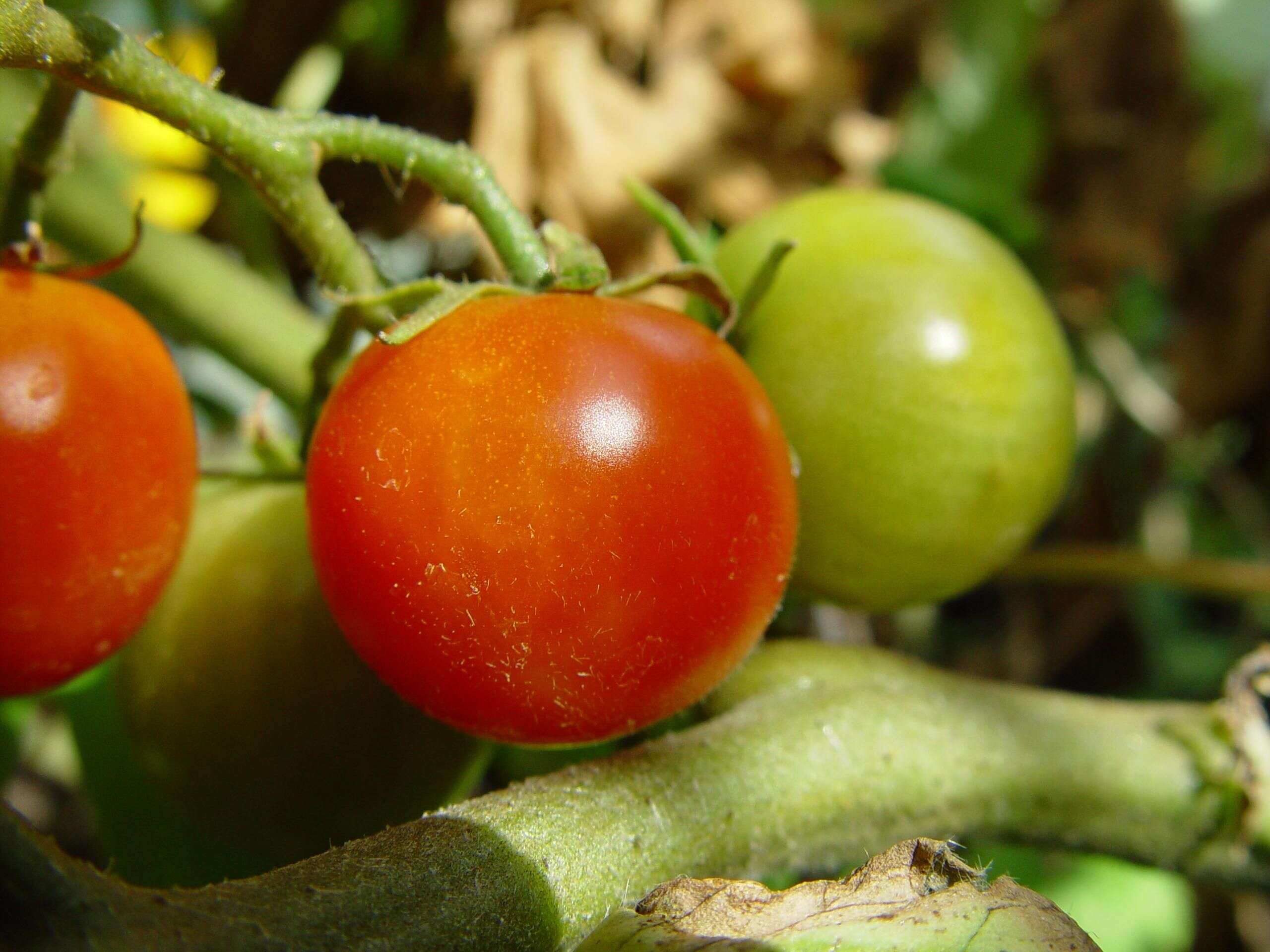 Image of Solanum lycopersicum var. cerasiforme