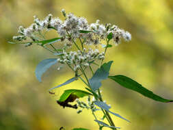 Image of tall thoroughwort