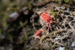 Image of velvet mites and chiggers