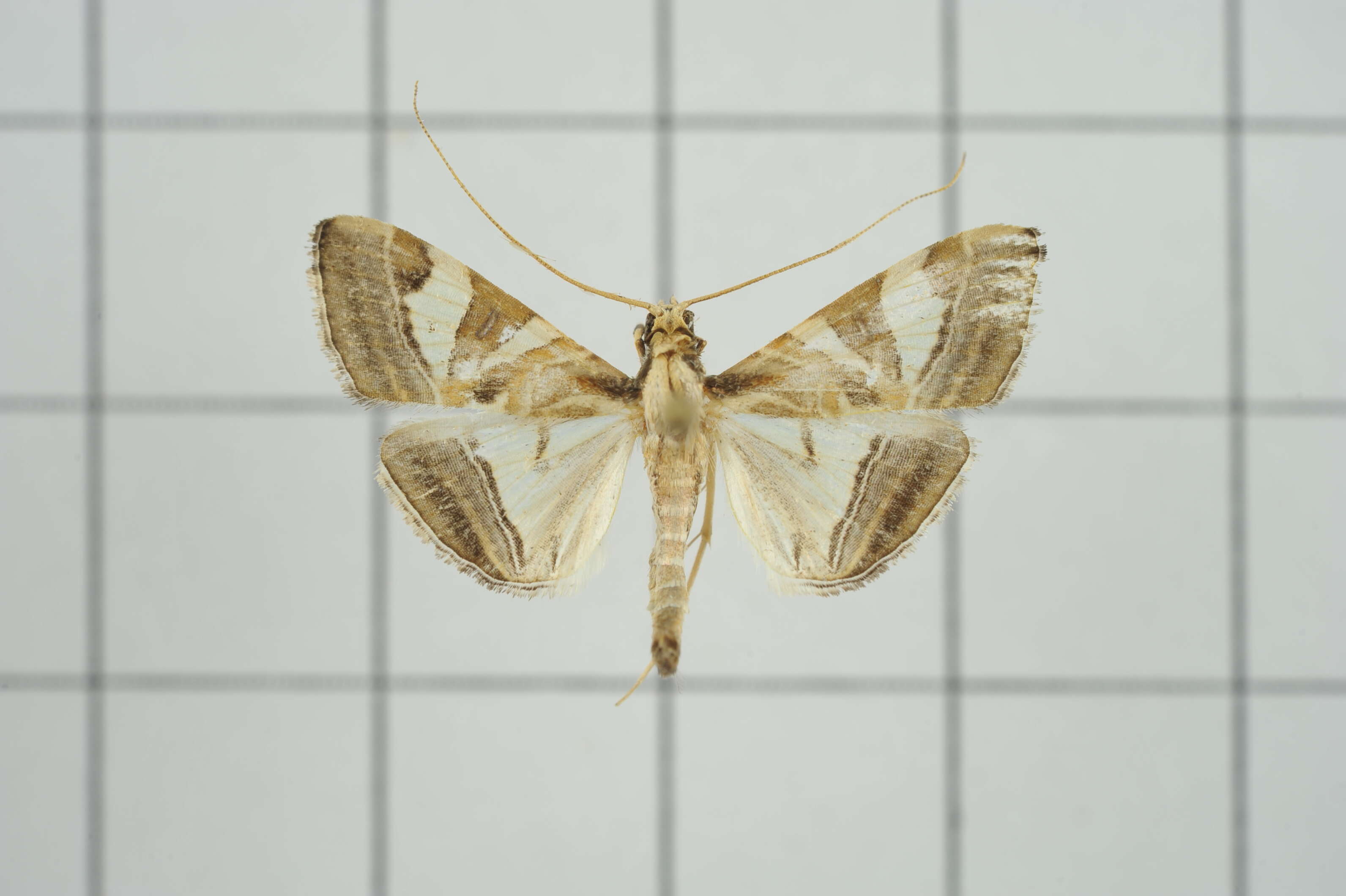 Agrioglypta itysalis Walker 1859 resmi