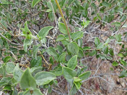 Sivun Encelia resinifera C. Clark kuva