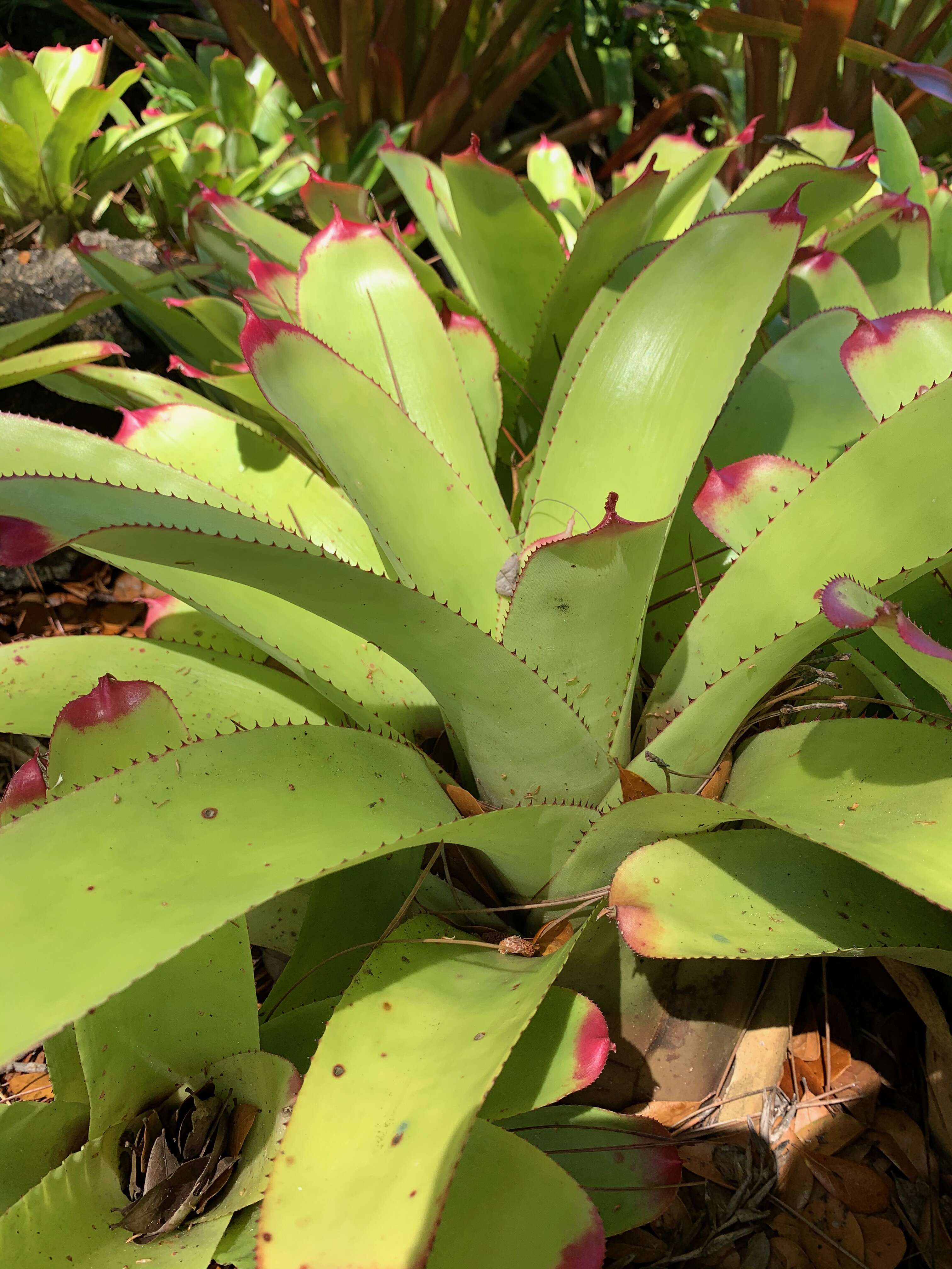 Image of Neoregelia cruenta (Graham) L. B. Sm.