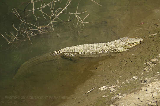 Image of Broad-snouted Crocodile