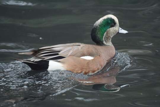 Image of American Wigeon