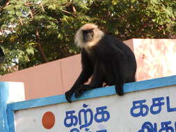 Image of Black Leaf Monkey