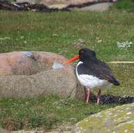 Image of oystercatcher, eurasian oystercatcher