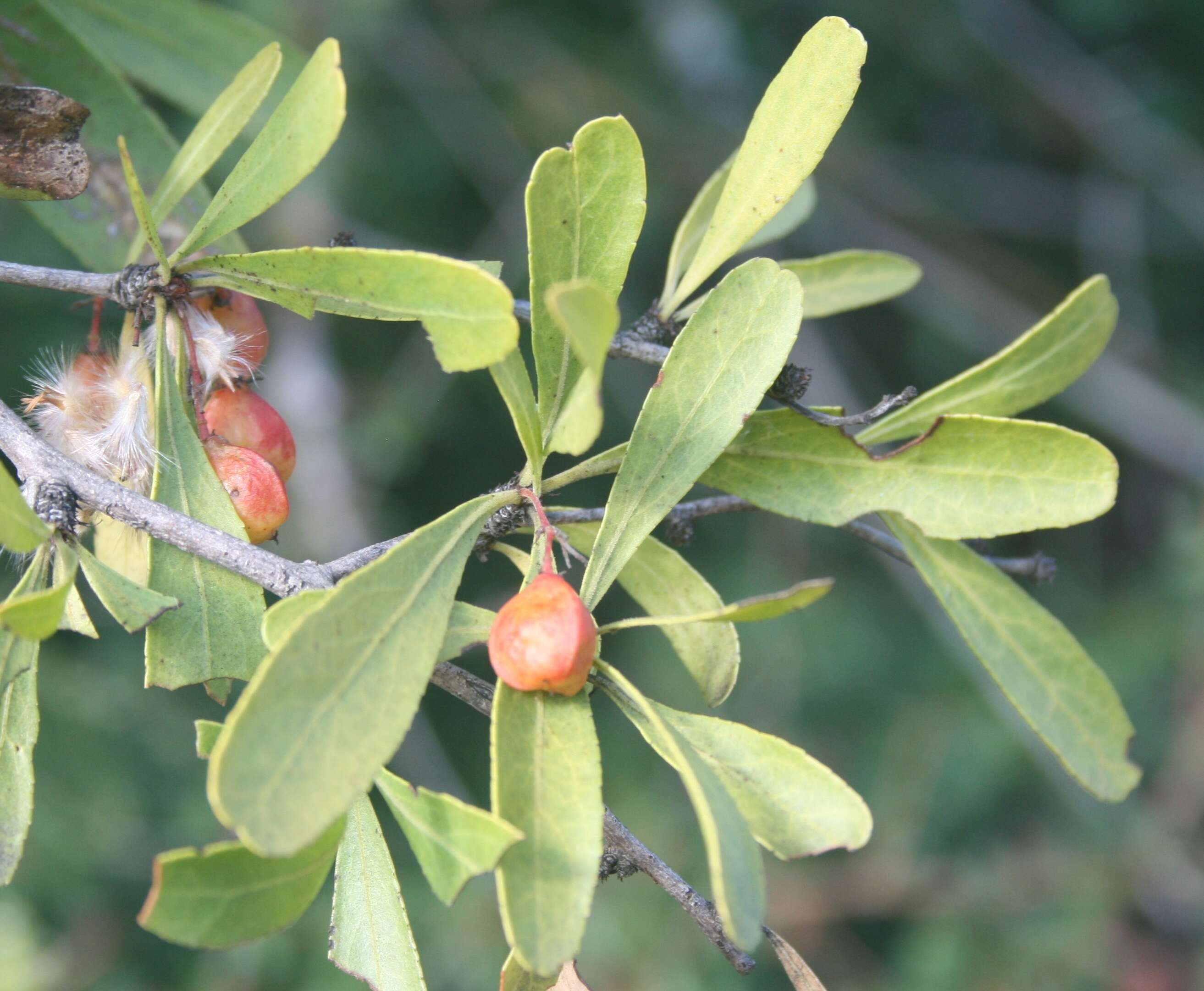 Слика од Gymnosporia tenuispina (Sond.) Szyszyl.