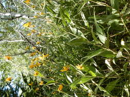 Image of oneflower helianthella