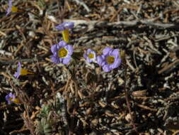 Image of Fremont's phacelia