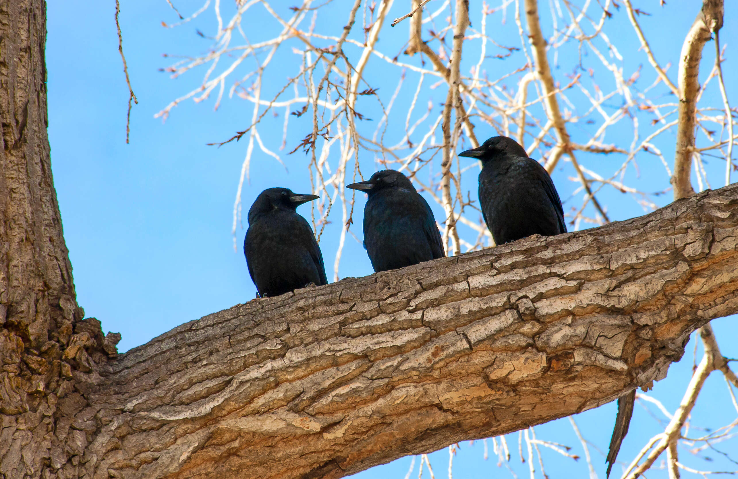 Image of American Crow