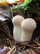 Imagem de Lycoperdon perlatum Pers. 1796