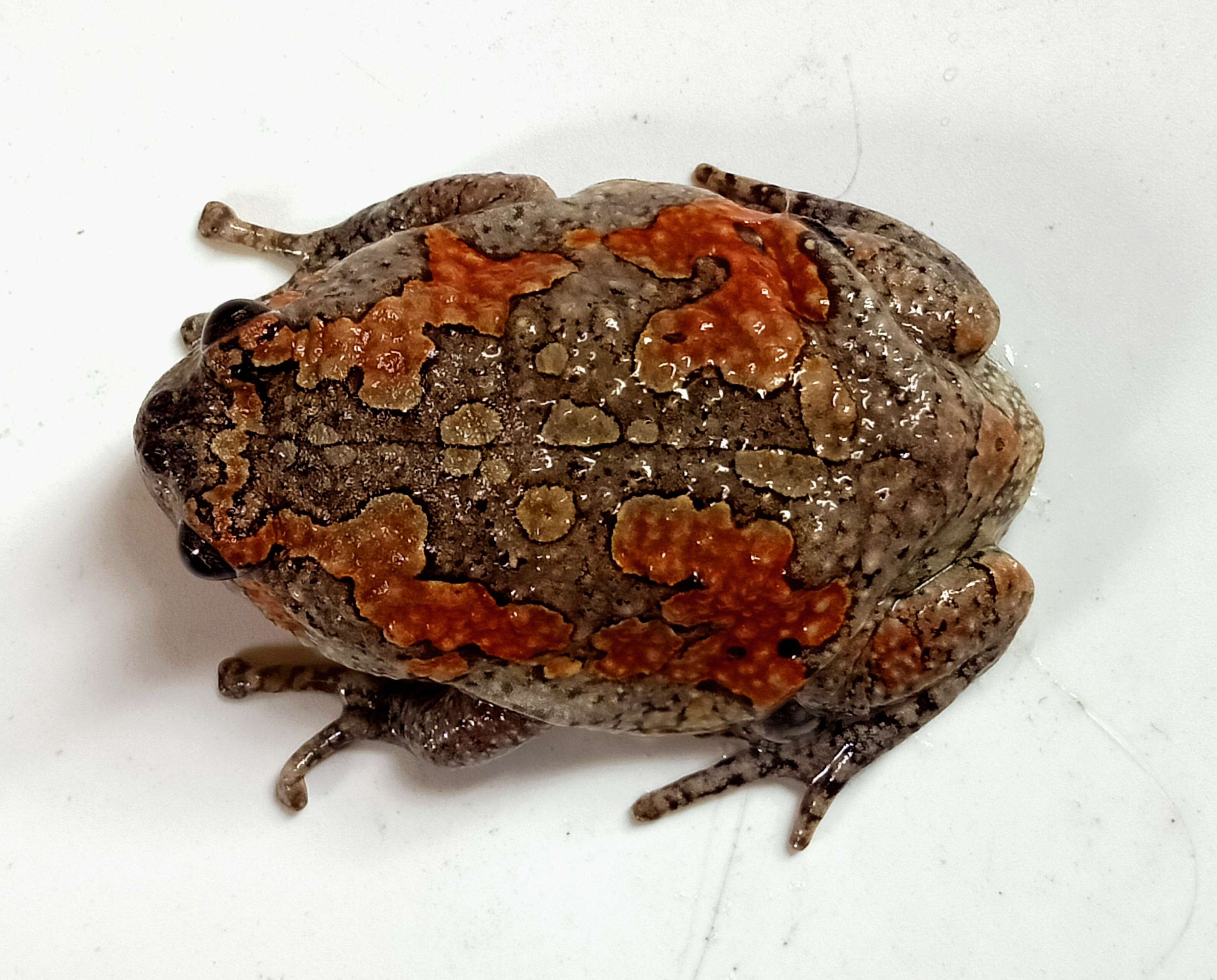 Image of Sri Lankan Bullfrog