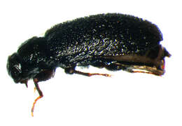 Image of Dryops similaris