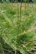 Image of Queen Anne's lace