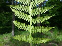 Image of Lady-fern