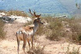 Image of Mesopotamian Fallow Deer