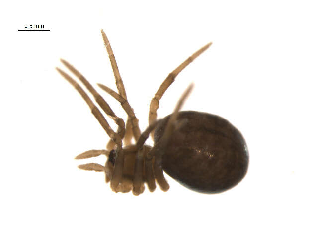 Image of Enoplognatha intrepida (Sørensen 1898)