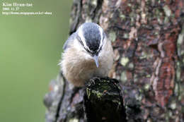 Image of Chinese Nuthatch