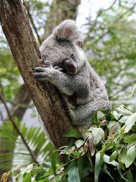 Image of koalas