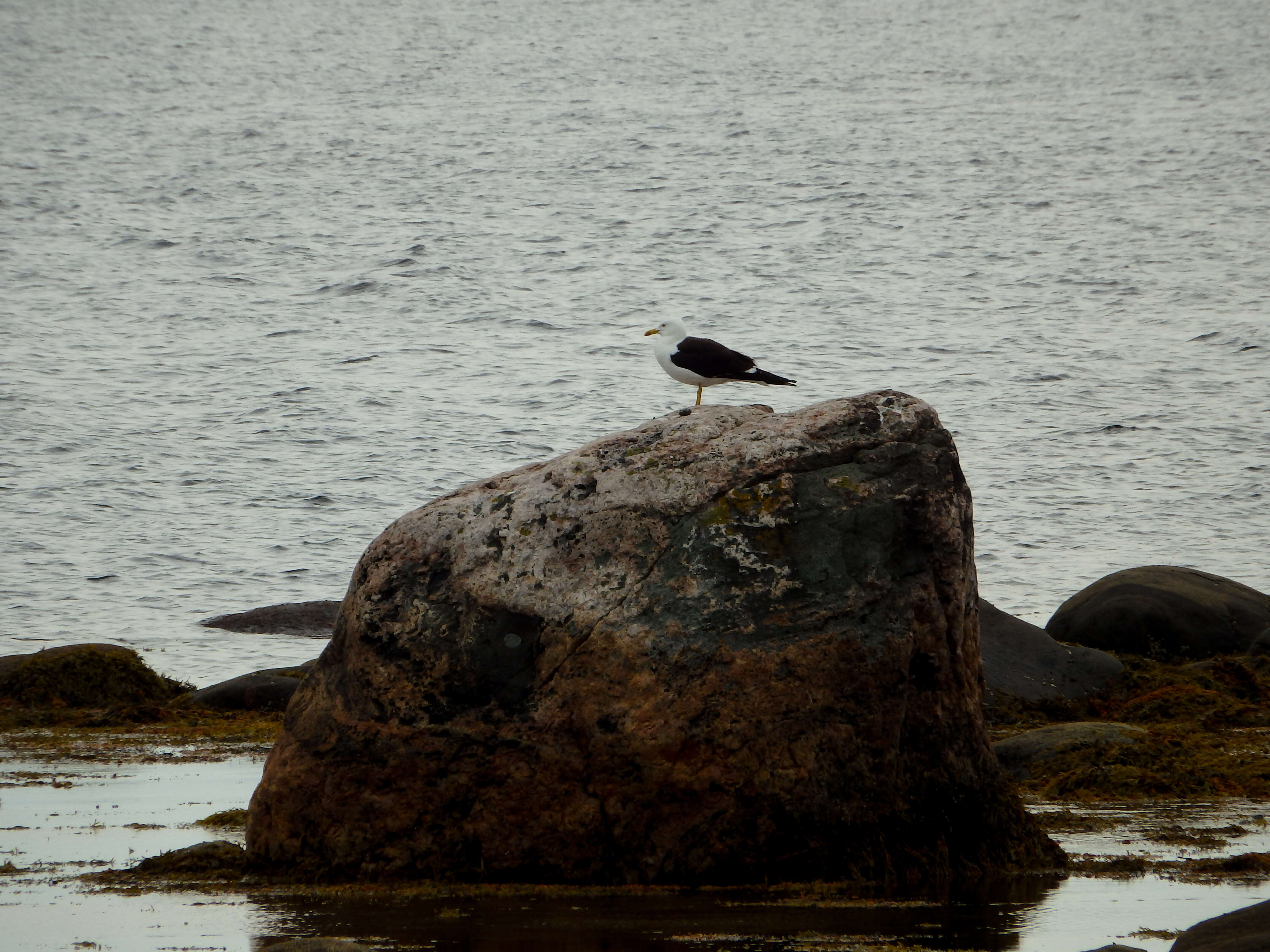 Image of Lesser Black-backed Gull