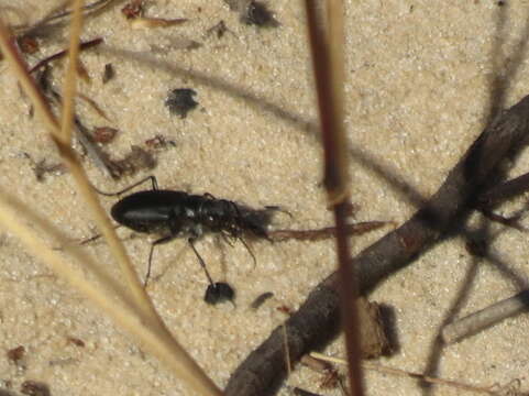 Image of Autumn Tiger Beetle