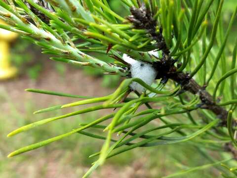 Image of Froghoppers