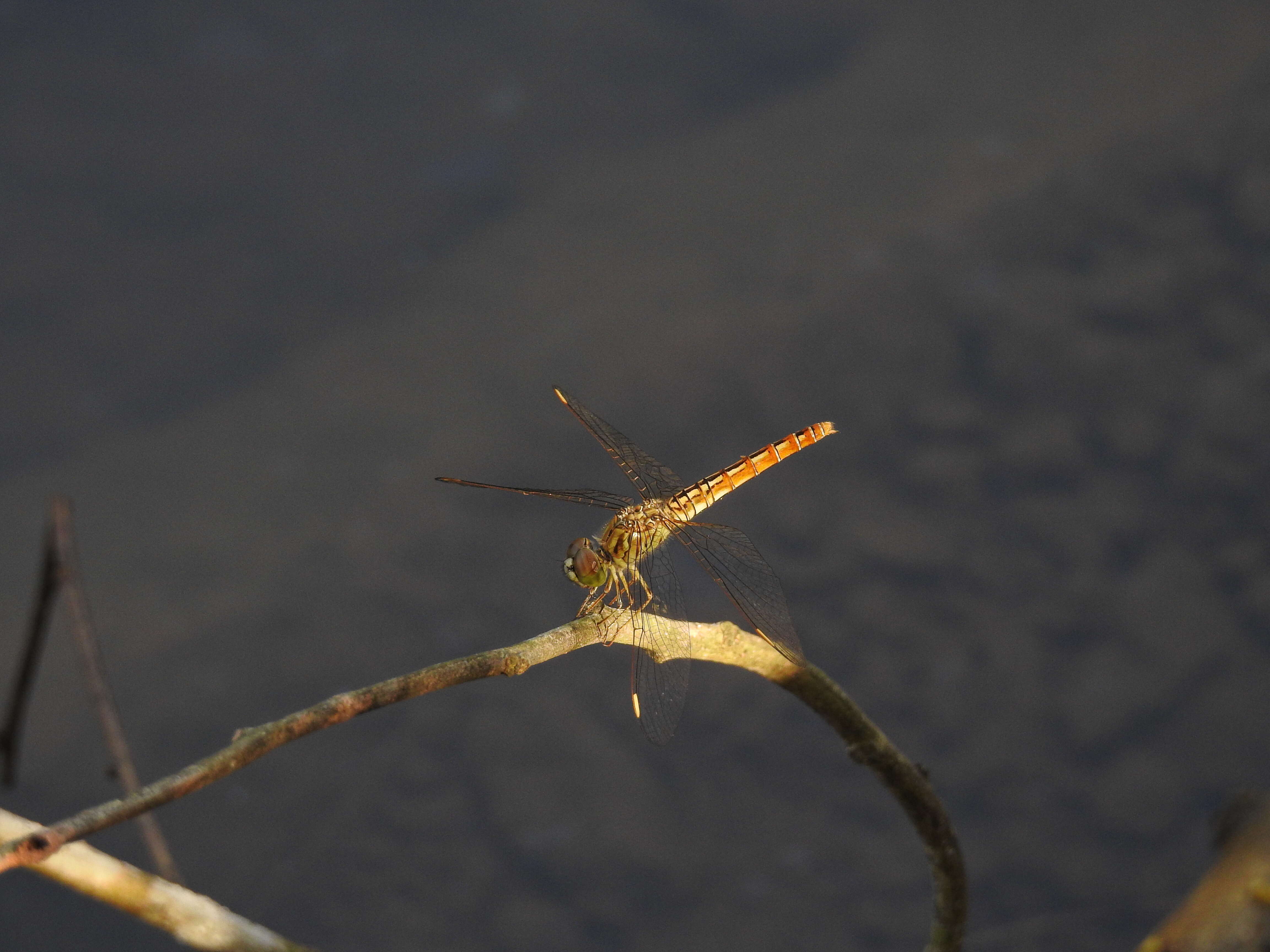 Image of Brachythemis Brauer 1868