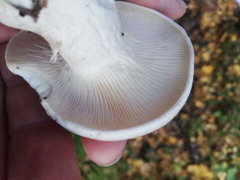 Image of Clitocybe nebularis (Batsch) P. Kumm. 1871