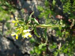 Image of bushy wallflower