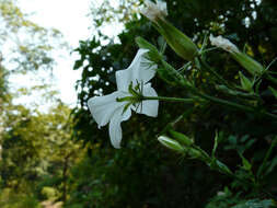 Imagem de Hibiscus hirtus L.