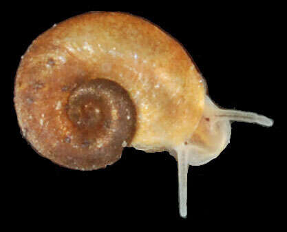 صورة Gyraulus parvus (Say 1817)