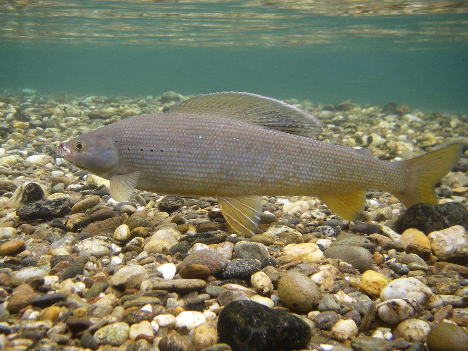 Image of Salmoniformes