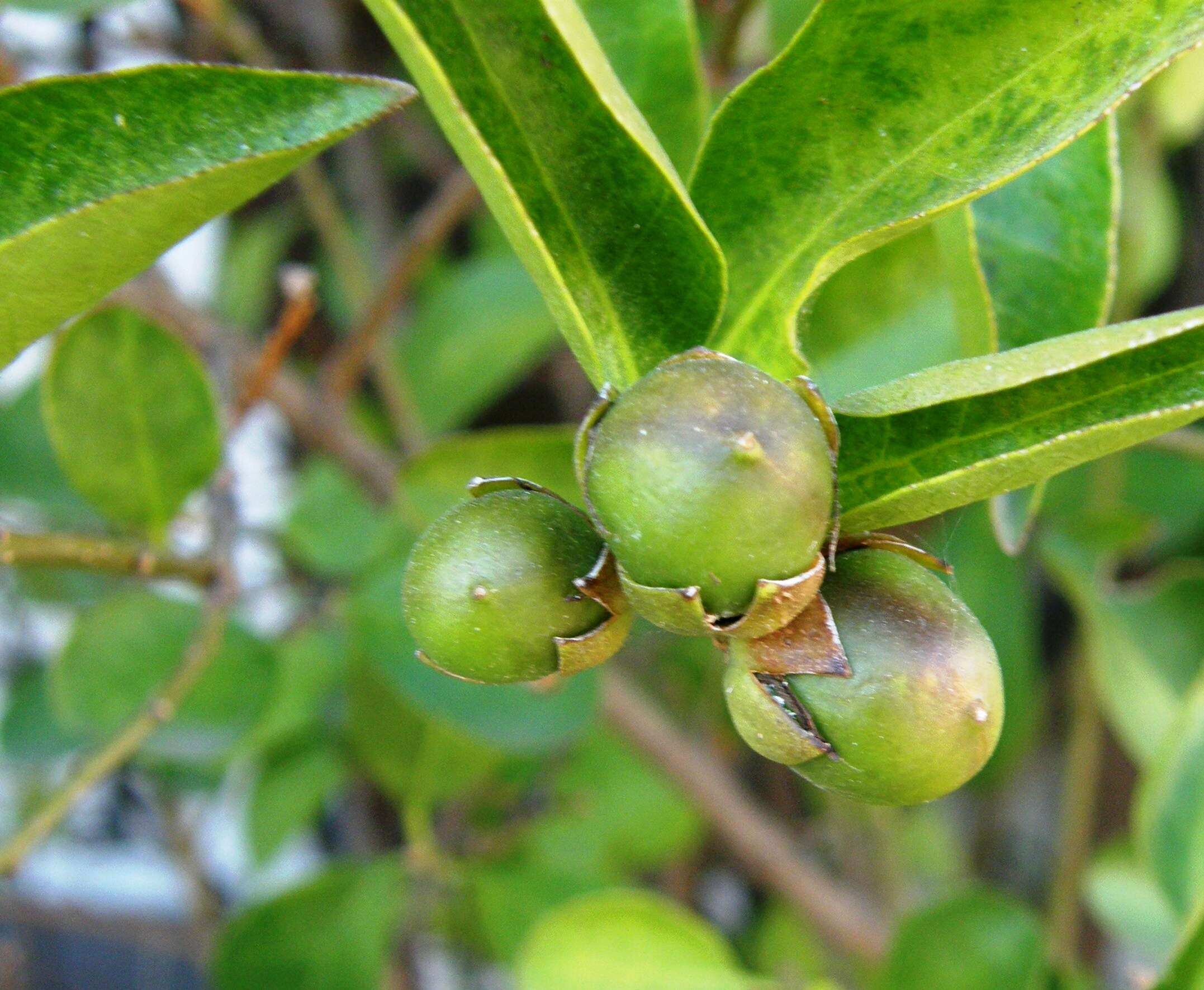 Image of largeflower brunfelsia