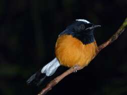 Image of White-crowned Shama