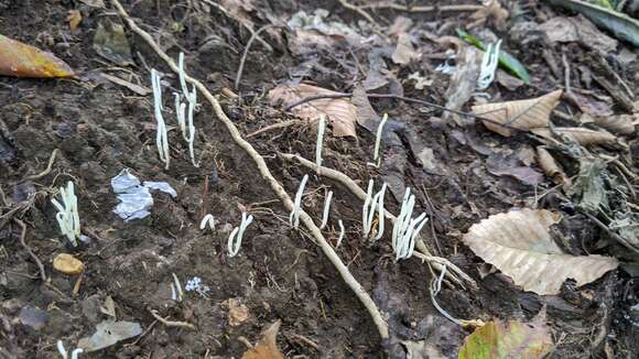 Image of Fairy fingers