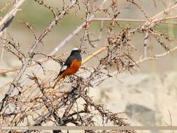 Image of Güldenstädt's Redstart