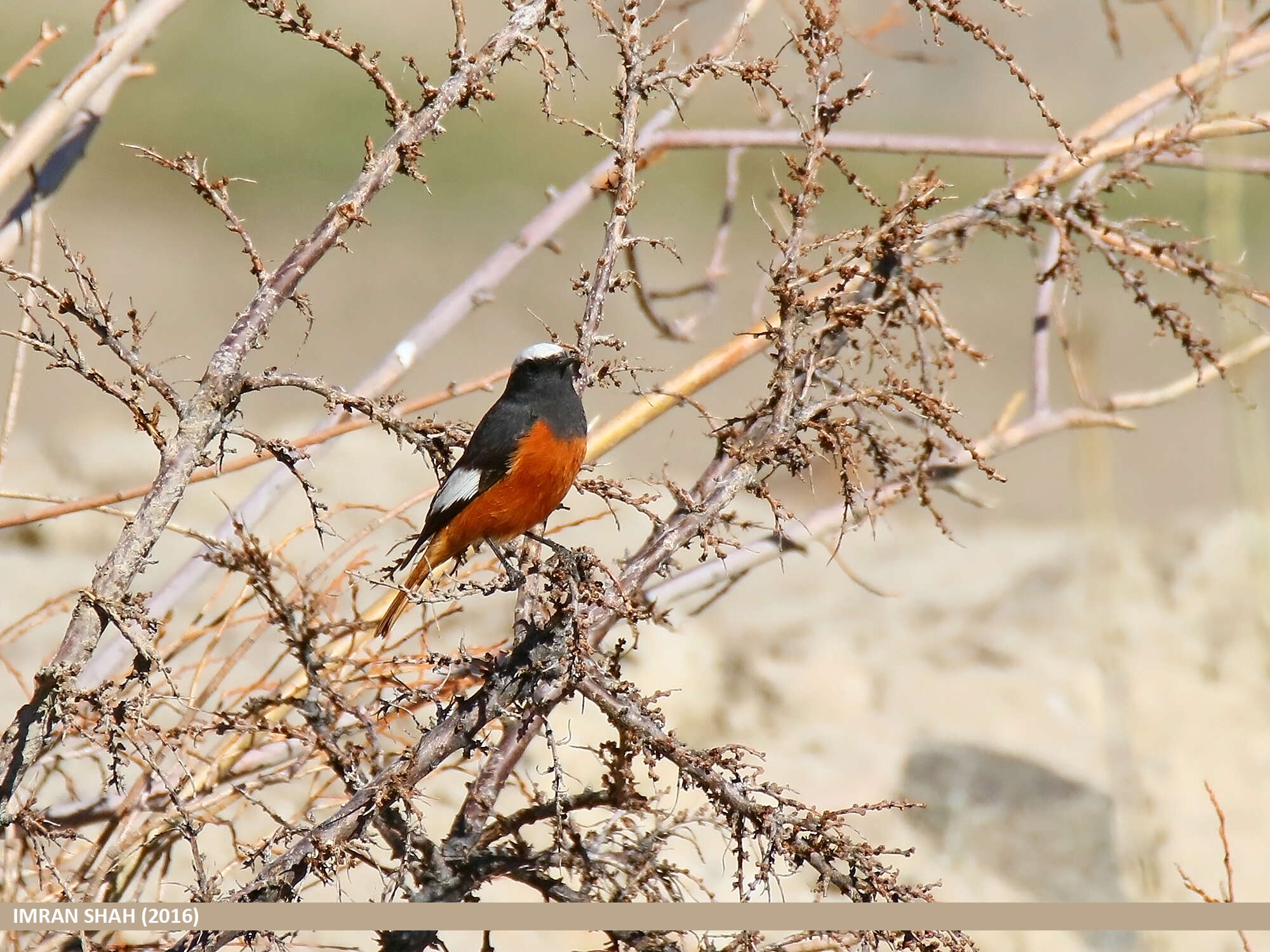 Image of Güldenstädt's Redstart