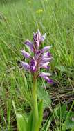 Image of Military orchid