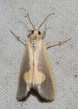 Image of Lead-colored Lichen Moth