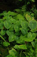 Image of anchored water hyacinth