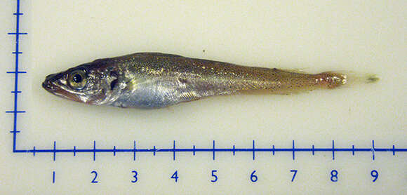 Image of Atlantic hake