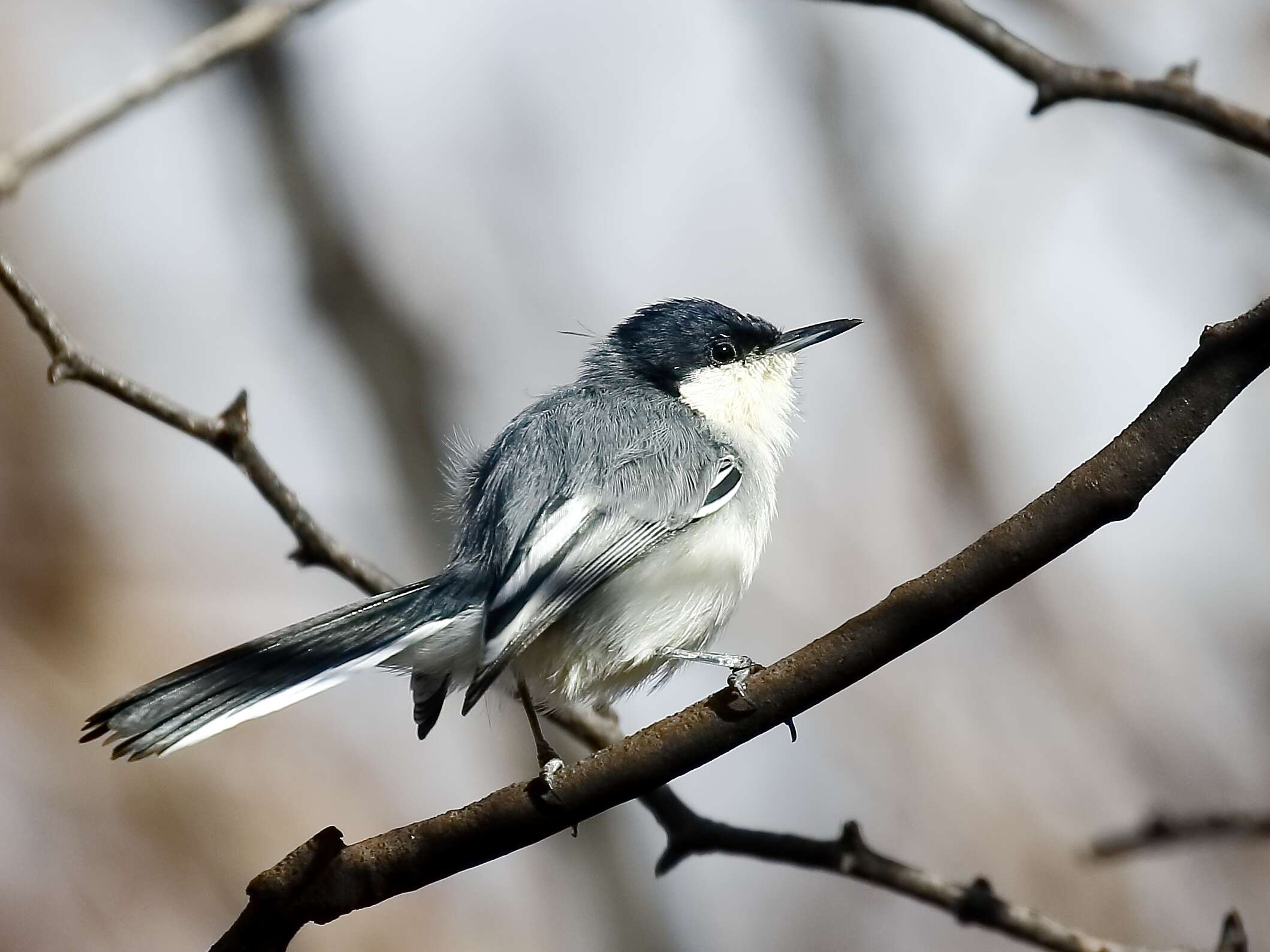 Polioptila plumbea (Gmelin & JF 1788) resmi