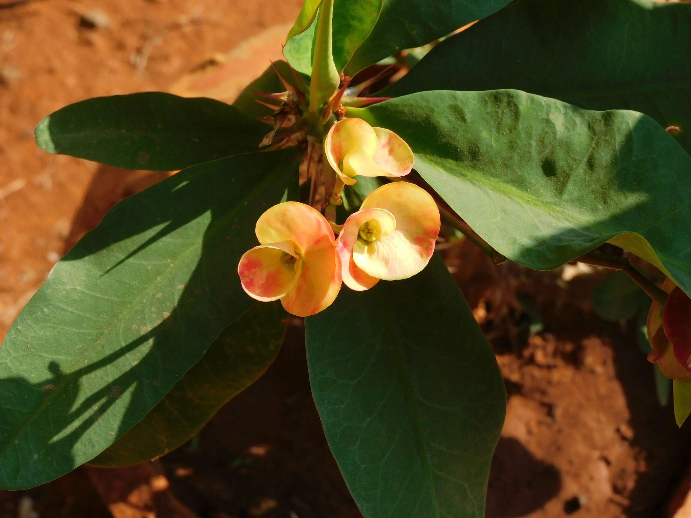 Image of Christ plant