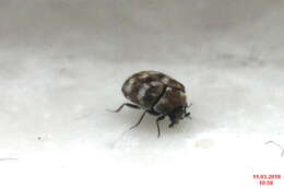 Image of Sacramento Anthicid Beetle