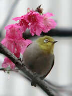 Image of Swinhoe's White-eye